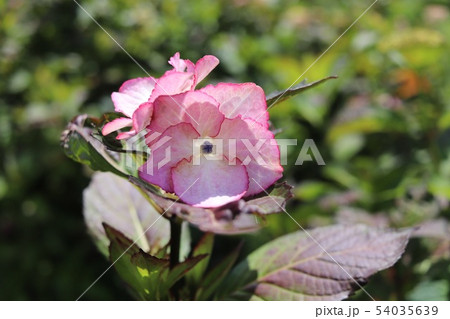 ピンクのふちどりの紫陽花 ピンクのふちどりの紫陽花 54035639
