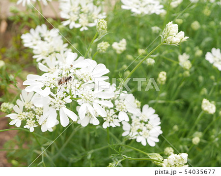 シマハナアブ 54035677