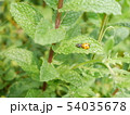 脱皮したてのてんとうむし 54035678