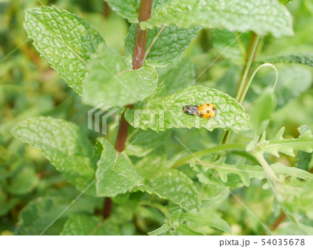 脱皮したてのてんとうむし 54035678