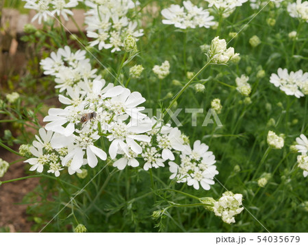 シマハナアブ 54035679