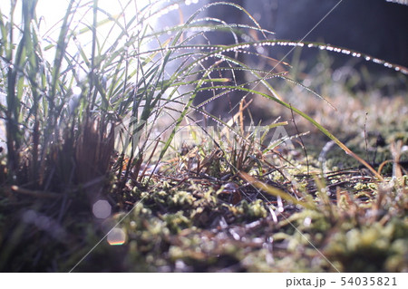 朝露にぬれた草 54035821