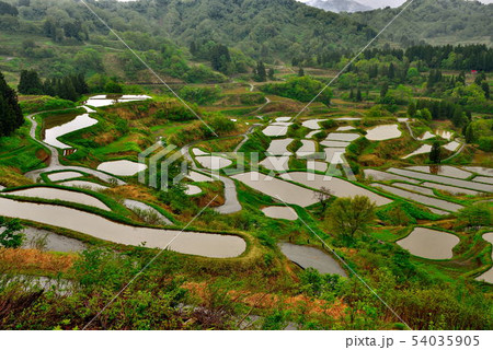 棚田 54035905