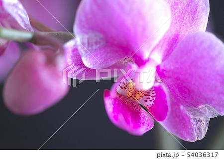 美しく咲き誇る洋ラン 美しく咲き誇る洋ラン 54036317