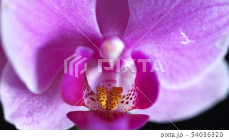 美しく咲き誇る洋ラン 54036320