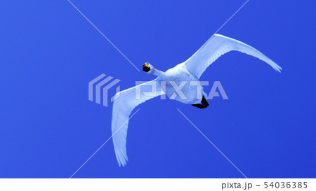 青空を飛ぶハクチョウ 54036385
