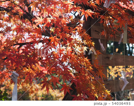 高尾山 薬王院のおみくじと紅葉したもみじの写真素材 高尾山 薬王院のおみくじと紅葉したもみじの写真素材