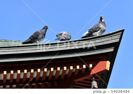 街風景 浅草界隈の正月景色 街風景 浅草界隈の正月景色 54036494