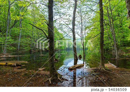 【青森県十和田市長沼】長沼-蔦の沼巡りの小道はぶな林の中 【青森県十和田市長沼】長沼-蔦の沼巡りの小道はぶな林の中 54036509