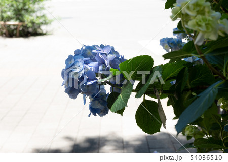 アジサイ　紫陽花　花　６月の花　梅雨 54036510