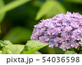 紫陽花 54036598
