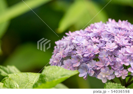 紫陽花 紫陽花 54036598