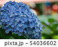 紫陽花 54036602