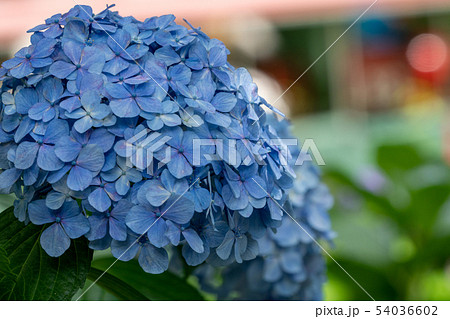 紫陽花 紫陽花 54036602