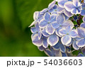 紫陽花 54036603