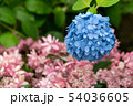 紫陽花 54036605