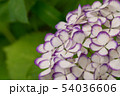紫陽花 54036606