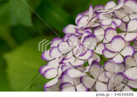 紫陽花 紫陽花 54036606