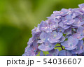 紫陽花 54036607