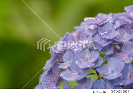 紫陽花 紫陽花 54036607