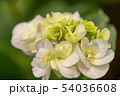 紫陽花 54036608