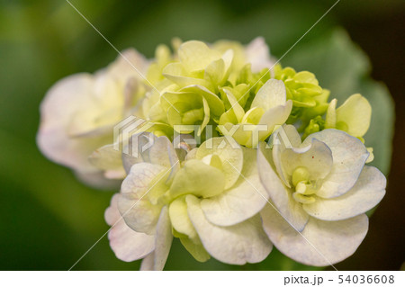 紫陽花 紫陽花 54036608