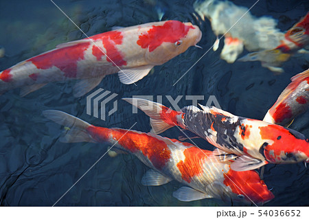 街風景　浅草界隈の正月景色 54036652