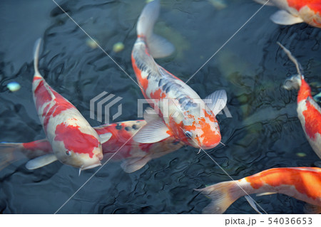 街風景 浅草界隈の正月景色 街風景 浅草界隈の正月景色 54036653