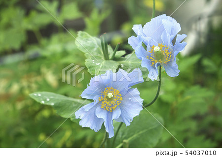 ヒマラヤの青いケシの花(ブルーポピー)：メコノプシス属のケシ 54037010