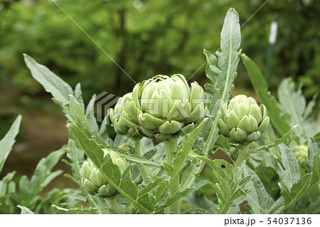 アーティチョーク(Artichoke、Globe artichoke、学名:Cynara scoly アーティチョーク(Artichoke、Globe artichoke、学名:Cynara scoly 54037136