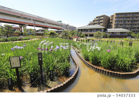 堀切菖蒲園　色とりどりの花菖蒲 54037333