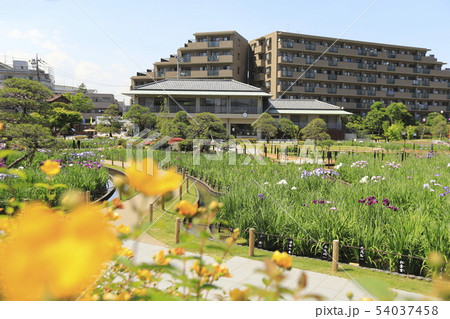 堀切菖蒲園　色とりどりの花菖蒲 54037458