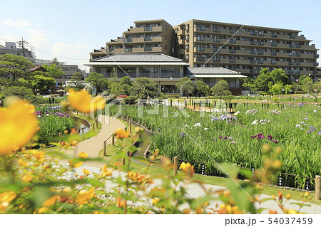 堀切菖蒲園　色とりどりの花菖蒲 54037459