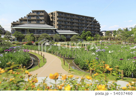 堀切菖蒲園　色とりどりの花菖蒲 54037460