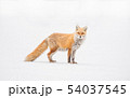 キタキツネ 54037545