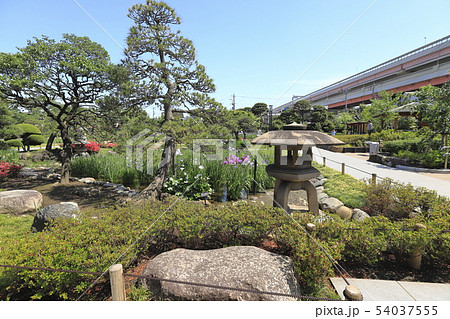 堀切菖蒲園 灯籠と色とりどりの花菖蒲 堀切菖蒲園 灯籠と色とりどりの花菖蒲 54037555