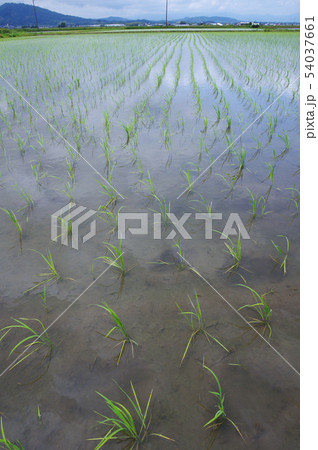 田植え直後の水田 田植え直後の水田 54037661