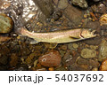 アメマス 54037692