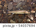 アメマス 54037694