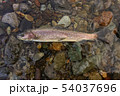 アメマス 54037696