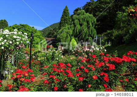 花巻温泉 バラ園の写真素材