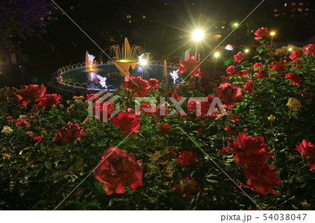 花巻温泉 バラ園のライトアップの写真素材