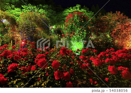 花巻温泉 バラ園のライトアップの写真素材