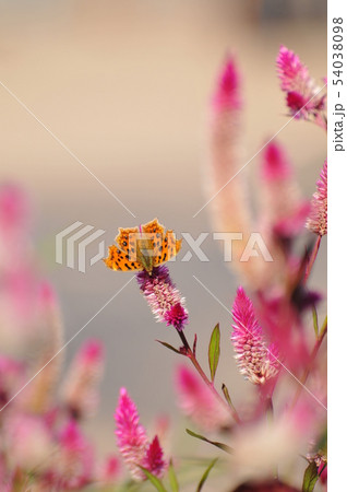 野鶏頭の花とキタテハチョウ 野鶏頭の花とキタテハチョウ 54038098