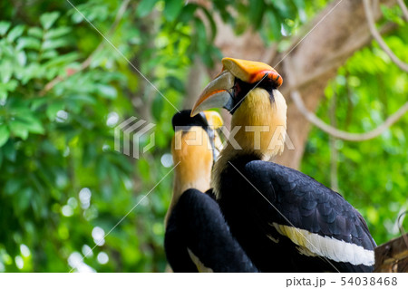 hornbill in wildlife breeding station. hornbill in wildlife breeding station. 54038468