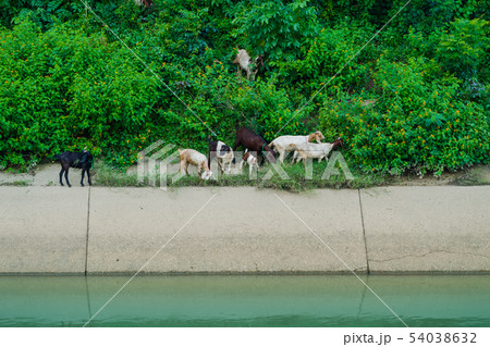 Herd of Goats walk to find eating  54038632