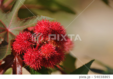 トウゴマの花 トウゴマの花 54038865