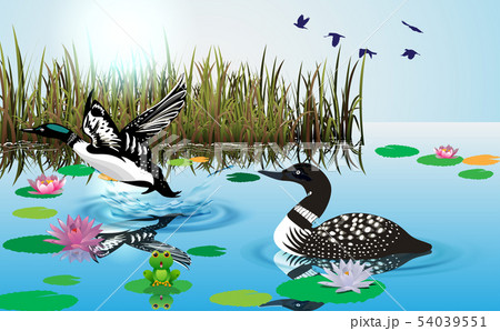 loons swimming in the swamp 54039551