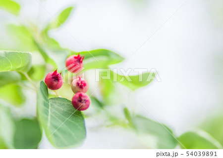 ジューンベリーの実 54039891