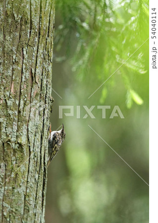 キバシリ 54040114